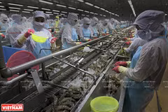 Fisheries envisaged to become a vital economic sector