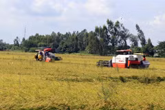 Thousands of hectares of rice affected by salinity, diseases in Kien Giang