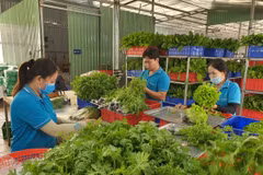 Agricultural cooperatives benefit hugely from investment in technology: experts