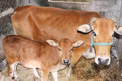 Laos could earn over 200 million USD from buffalo, cattle export this year