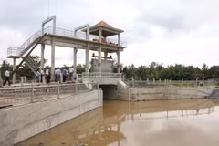 Saltwater intrusion to affect crops in Mekong Delta, farmers take preventive measures