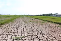Mekong Delta region faces water shortages, saline intrusion