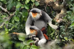 Red-shanked douc released to the wild