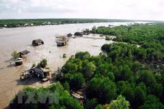 Environment monitoring project in mangroves launched in Ca Mau