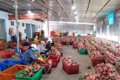 Agro-forestry-fisheries exports rise 13 percent in 10 months