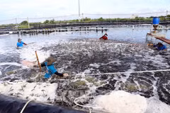 Sustainable aquaculture: Livelihoods for millions of people in Asia