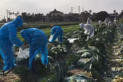 Trade ministry helping Hai Duong farmers sell produce