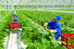 Vietnam eyes green and sustainable agriculture 