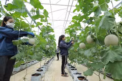 Seeking solutions to improve cooperative economic efficiency