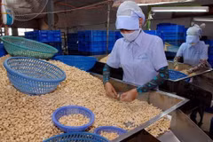 German market projected to bode well for Vietnamese cashew exports in 2022