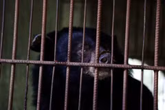 Vietnam bear rescue centre welcomes three black bears