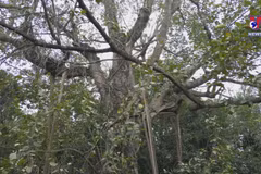 Heritage trees - Green spaces in Hanoi