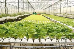 A vegetable garden grown using the hydroponic method at the HCM City Agricultural Hi-Tech Park. (Photo: dangcongsan.vn)