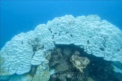 Close-up of bleached coral reefs at Con Dao National Park. (Photo: Con Dao National Park Management Board/VNA) 