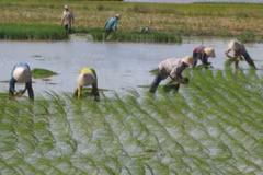  Low-CO2 rice farming foresees future expansion 