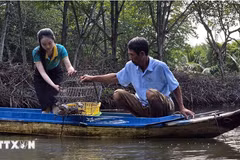 A tourist catches crabs when visiting a community-based tourist site in Dat Mui commune, Ngoc Hien district, Ca Mau province. (Photo: VNA)