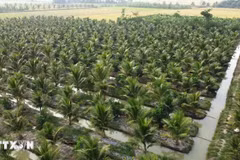 Coconut farming area in Chau Thanh district of Tra Vinh province. (Photo: VNA)