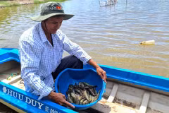 Rice-shrimp cultivation has proved its efficiency in climate change adaption and income improvement (Photo: VNA)