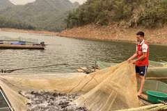 Caged fish farming in hydro-power reservoirs helps people earn stable incomes