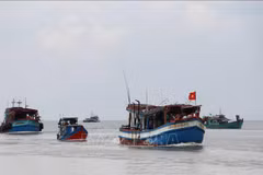 Ninh Thuan applies urgent measures to prevent IUU fishing