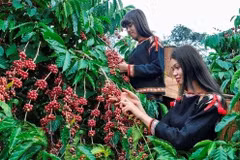 Immediate actions required to prevent forest loss in coffee production: official
