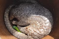  Can Tho: Wild pangolin to be handed over to U Minh Ha national park
