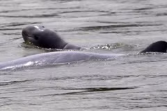 Cambodia set up safe zones for rare Mekong River dolphins
