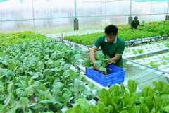 Huge upside for Vietnam’s organic products in Europe