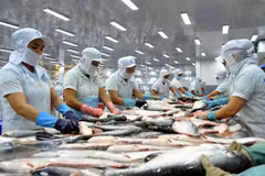 Tra fish by-products to become huge money earner: Experts