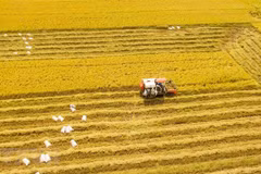 2023 set to be favourable for Vietnamese rice enterprises
