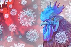 11-year-old Cambodian girl dies of H5N1 bird flu