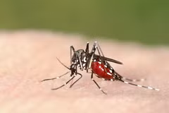 Thai Health Ministry: Dengue fever cases could reach 3-year peak