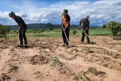 Gia Lai improves living conditions for ethnic groups through national target programme