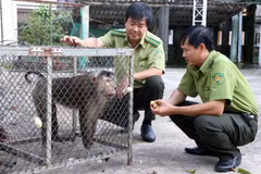 Vietnamese, Lao localities enhance cooperation in forest, wildlife protection