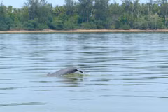 Three rare dolphins spotted in Myanmar