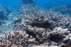 Vietnam contributes to building UN instrument for marine biological diversity