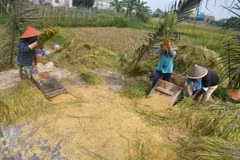 Indonesia’s rice harvest to be delayed next year: Bapanas