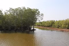 Mekong Delta to increase forest cover