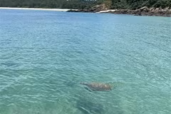 First sea turtle seen in waters off Co To in over 10 years
