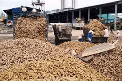Drought affects Thailand’s cassava output