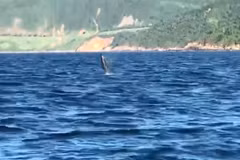 Dolphins spotted off Da Nang coast