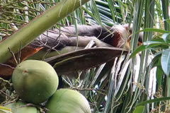 Phu Yen works to protect rare gray-shanked douc langurs