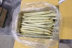 Second batch of fresh sugarcane to be shipped to US