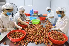 Compliance with quality standards – a must to bolster fruit exports: insiders 