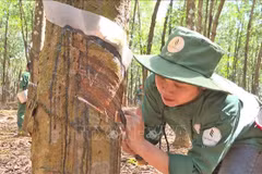Vietnamese rubber companies helpful in Laos