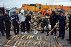 Hai Phong: More ivory seized at Lach Huyen port