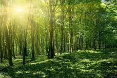 National plan issued to implement Glasgow declaration on forests, land use
