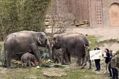 Baby elephant Bao Ngoc - an icon of Vietnam-Germany friendship
