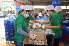 Workers of the Mekong Fruit Co. Ltd in Huu Dinh commune of Chau Thanh district, Ben Tre province, package fresh coconuts for export to China. (Photo: VNA)
