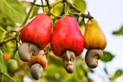 Over 780,700 tonnes of cashew nuts from Cambodia are imported into Vietnam, worth up to 1 billion USD, in the first half of 2024. (Photo: vinacas.com.vn)